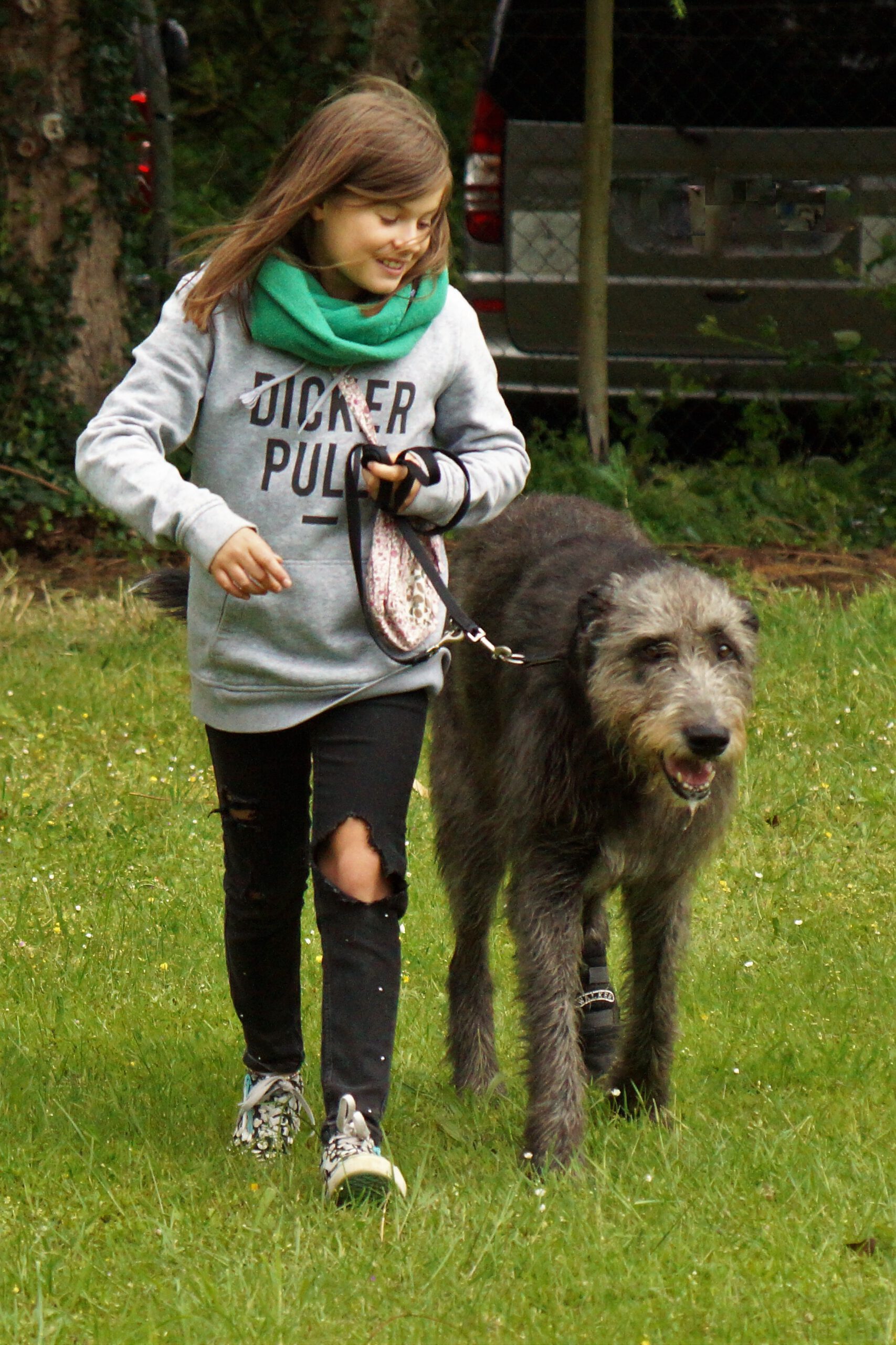 Zusammenleben Irish Wolfhounds/Irische Wolfshunde of Conrys Castle