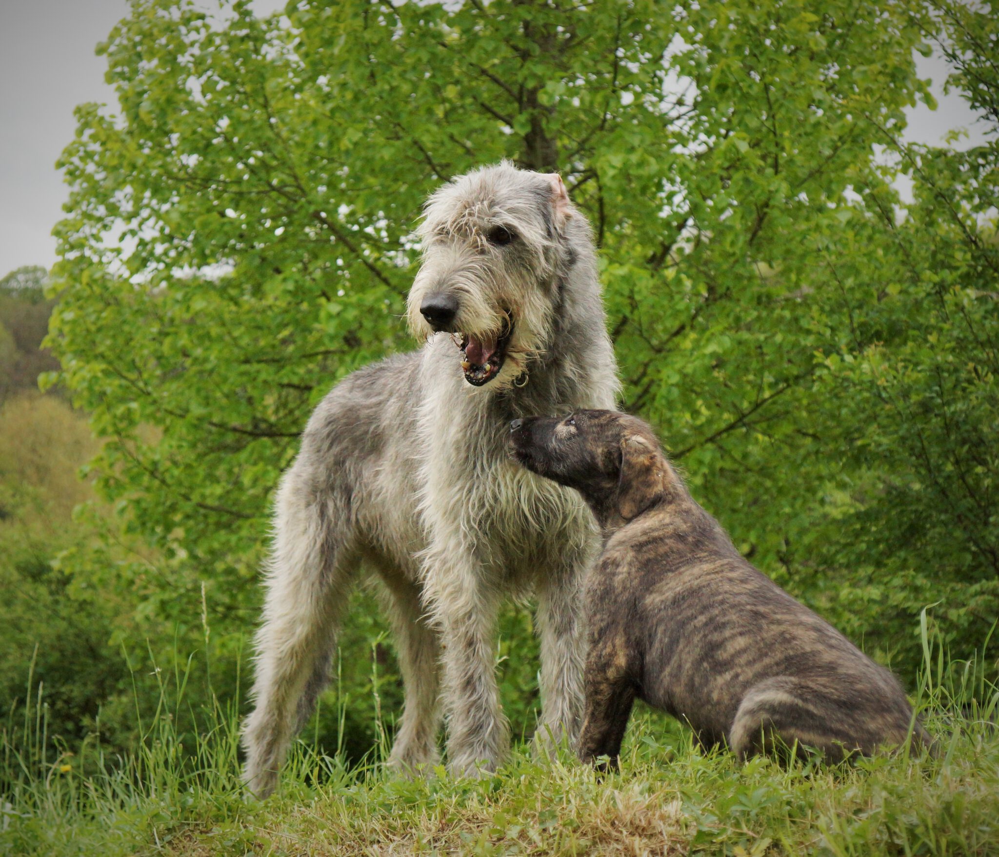 Welpen – Irish Wolfhounds/Irische Wolfshunde of Conrys Castle