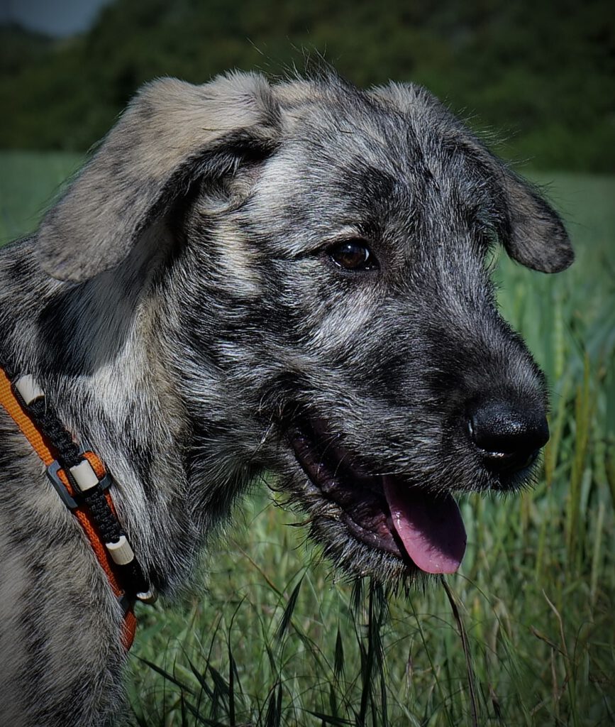 Fiona Irish Wolfhounds/Irische Wolfshunde of Conrys